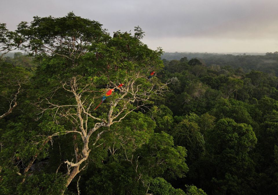 Macaws sit on top of a tree at the Amazon rainforest in Brazil. Representational file photo. Reuters.